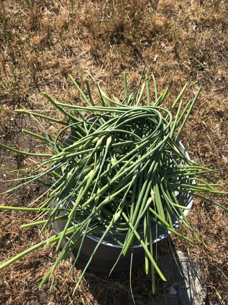 Harvested garlic scapes