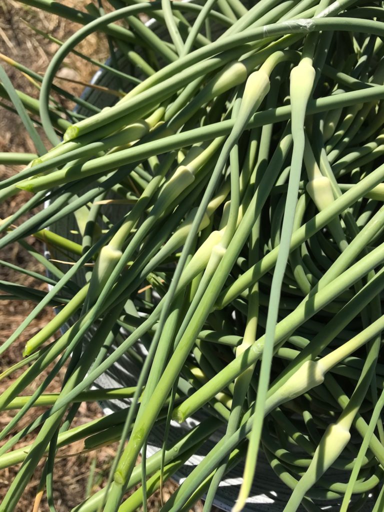 Garlic scape buds