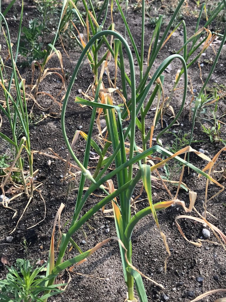 Garlic Scapes